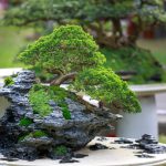Bonsai drzewko szczęścia
