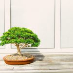 Bonsai: gdzie kupić w Warszawie takie drzewko?